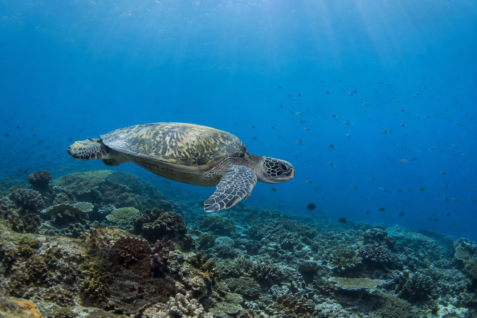 Tortue marine sauvage nageant au-dessus des coraux près des Secret Gilis