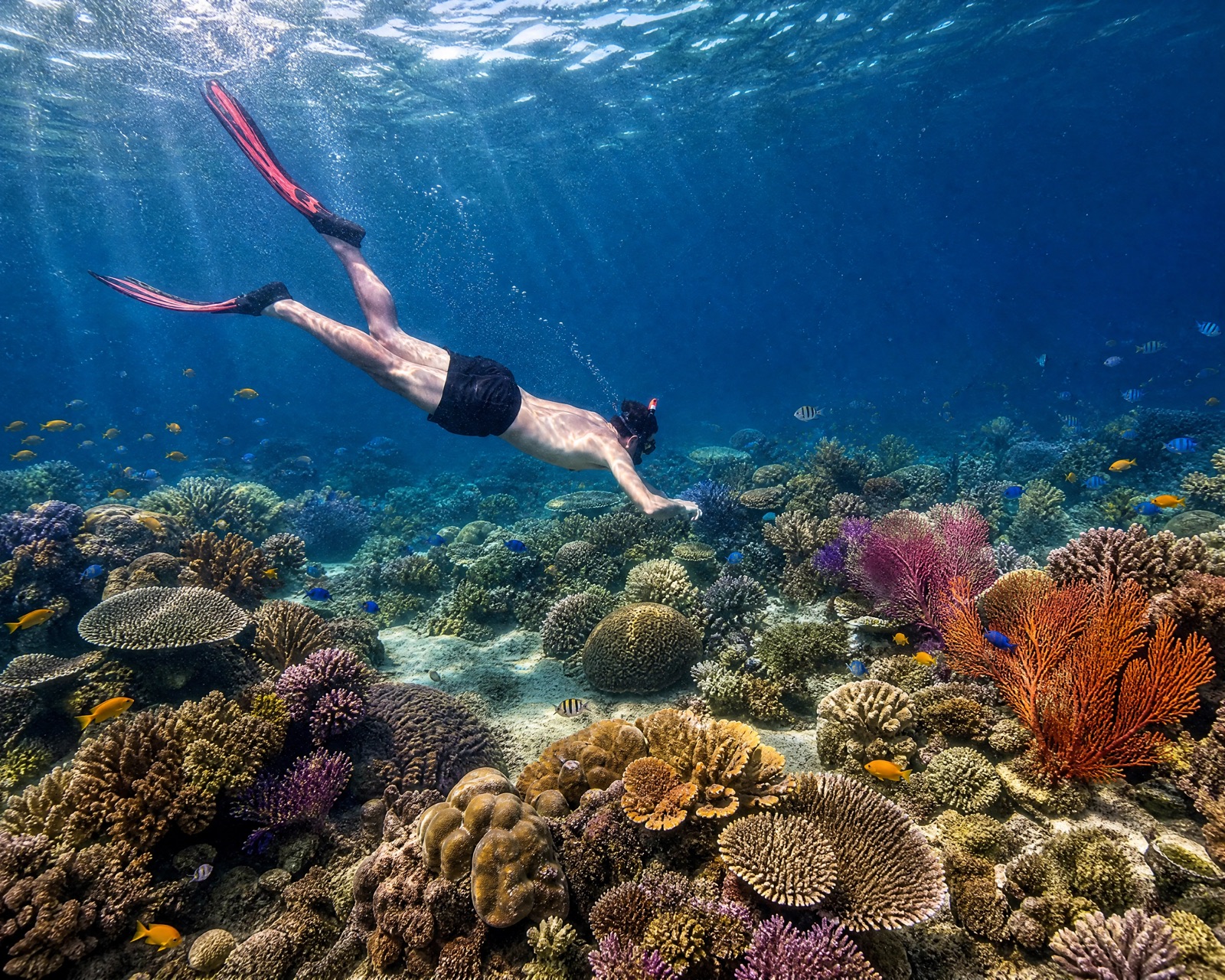 Voyageur nageant avec palmes au-dessus d’un récif corallien aux Secret Gilis